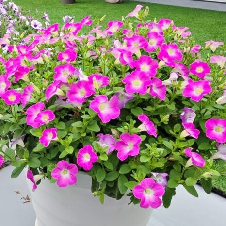 玄関に花や植物を置くとうつ病のリスクが下がる？のアイキャッチ画像