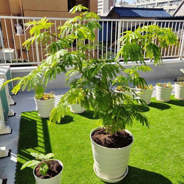 シンボルツリーの植え替えのアイキャッチ画像